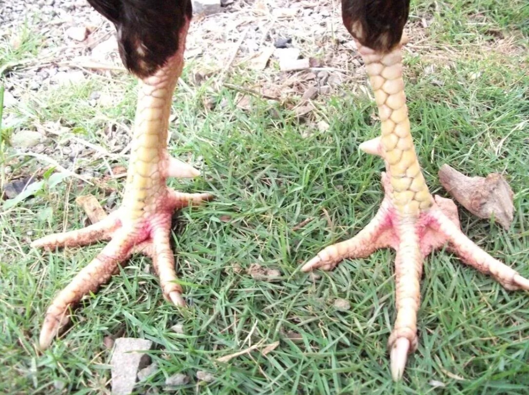 Top 8 vảy gà chọi thần kê đá hay cực chuẩn 5 Vảy gà chọi là một yếu tố quan trọng để phán đoán thần kê