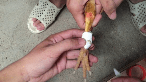 Mách bạn cách băng cựa gà đá chuẩn, hạ gục đối thủ nhanh 7 Băng cựa gà đá chuẩn có thể tăng sức chiến cho chiến kê