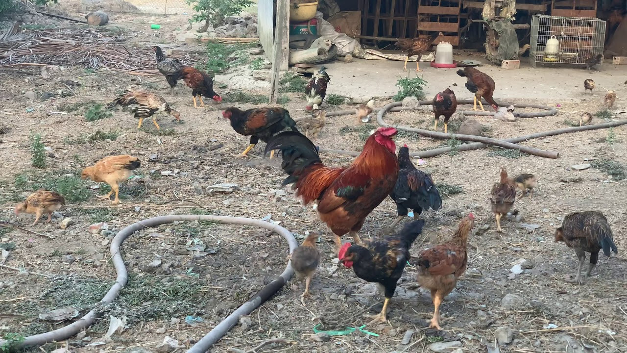 Cách chữa trị gà đá bị biếng ăn hiệu quả 100% sư kê nên biết 9 Các dấu hiệu cho thấy gà đá đang biếng ăn, lười ăn