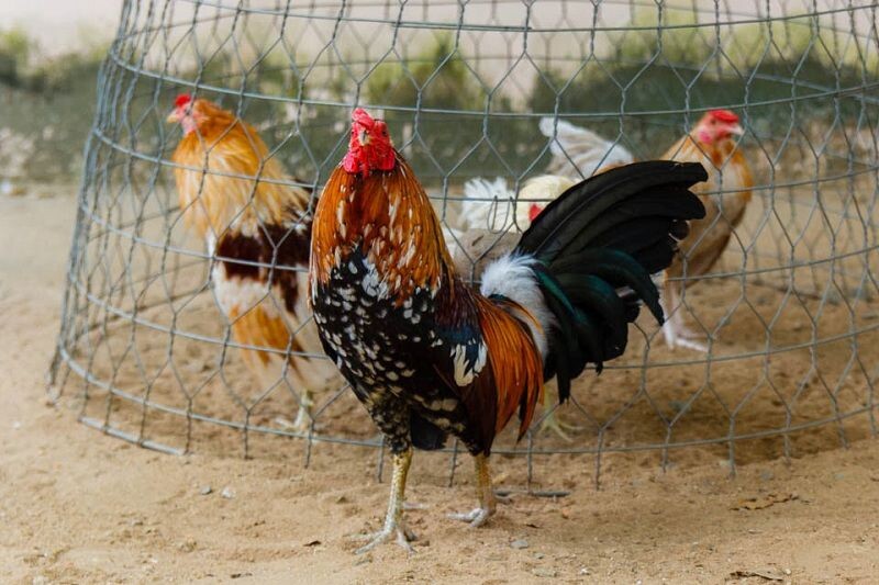 Tham khảo bí quyết nuôi gà tre nhanh lớn và khỏe mạnh 9 Chế độ dinh dưỡng là bí quyết nuôi gà tre đặc biệt của nhiều sư kê