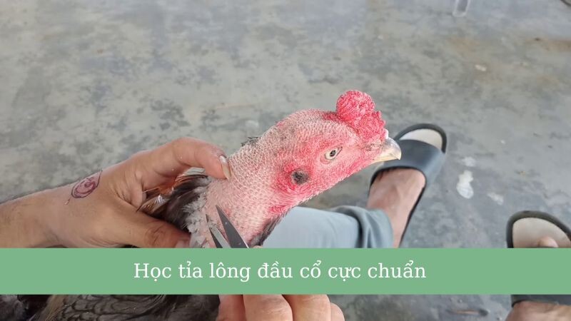 Hướng dẫn cắt tỉa lông gà đá đỉnh nhất 2025 7 Học tỉa lông đầu cổ cực chuẩn cho chiến kê