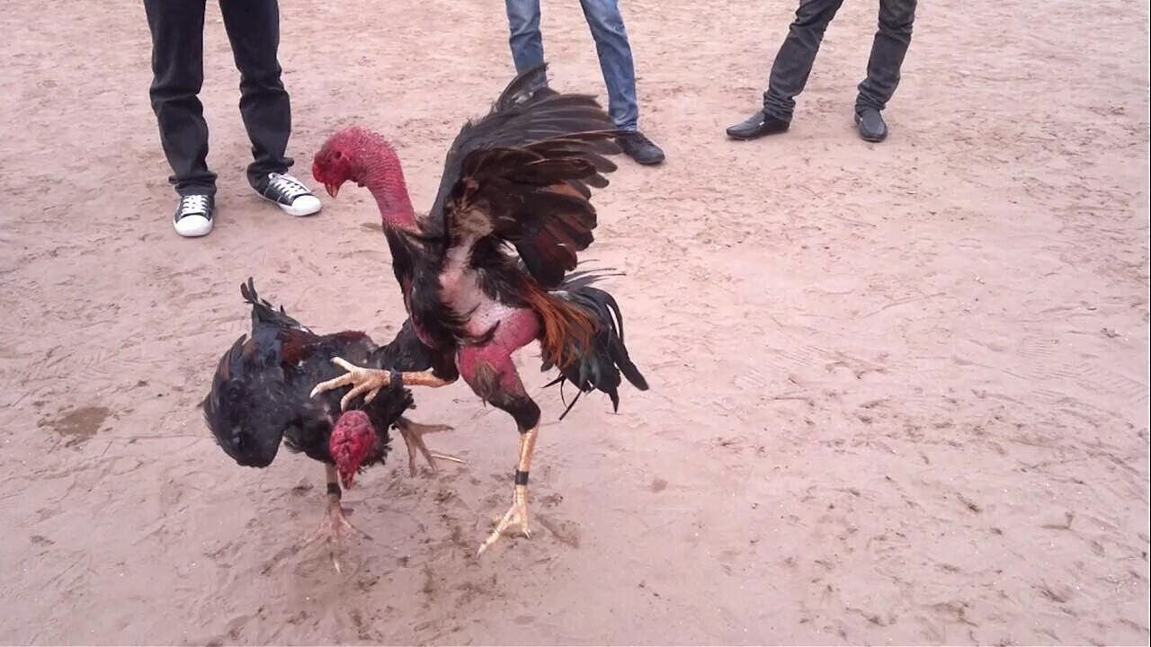 Chia sẻ kinh nghiệm trong cách nuôi gà đá sung, máu chiến 11 Một số lưu ý mà anh em sư kê cần chú ý trong cách nuôi gà đá sung, máu chiến của mình