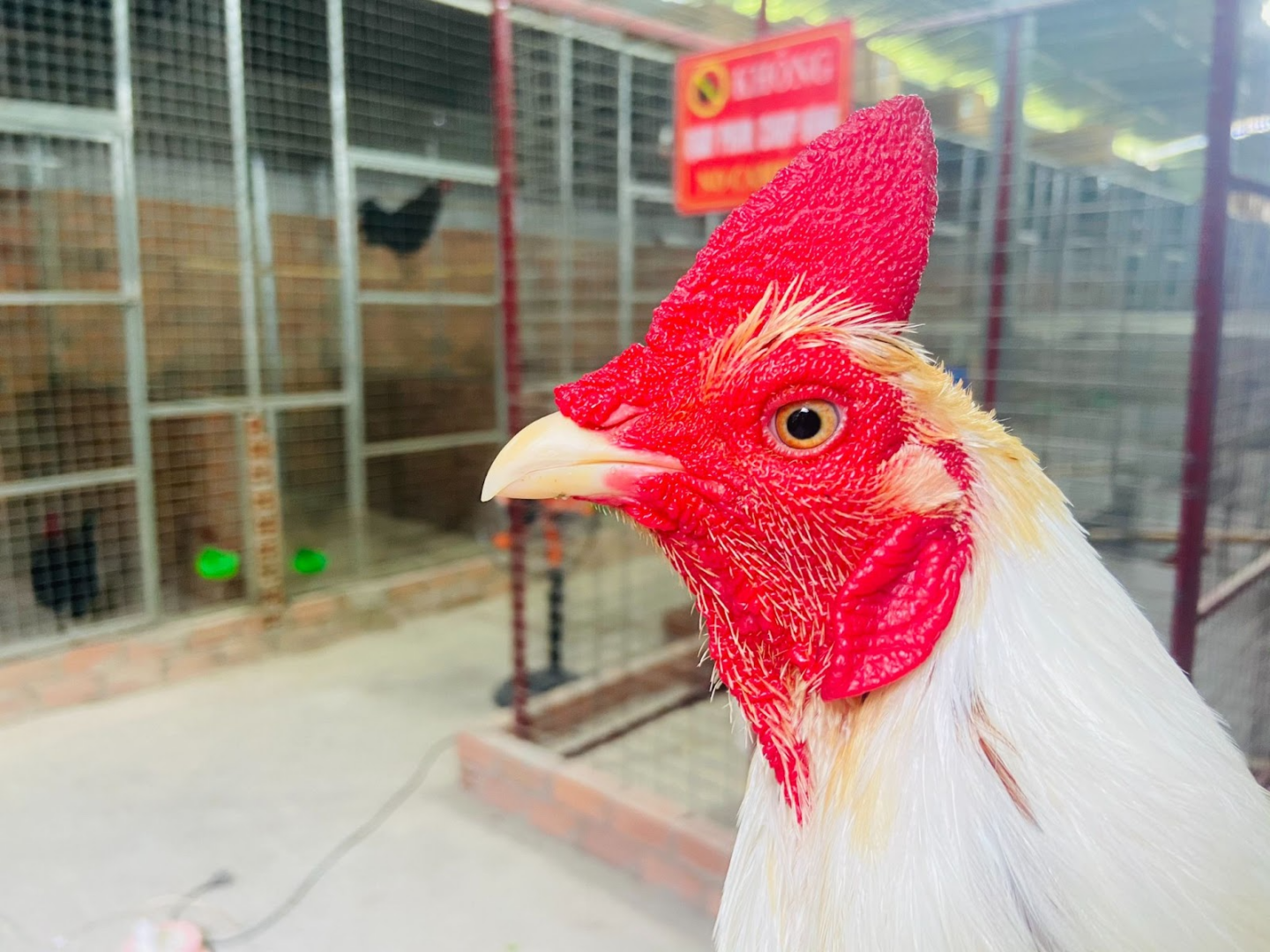 Cách chọn mồng gà đá đẹp - Giới thiệu các loại mồng phổ biến 6 Mồng gà là một bộ phận giải nhiệt khá quan trọng ở gà