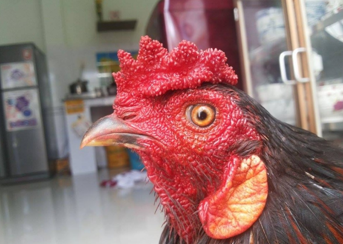 Cách chọn mồng gà đá đẹp - Giới thiệu các loại mồng phổ biến 5 Nắm bắt được cách chọn mồng gà đá sẽ giúp bạn sở hữu được chiến kê ưng ý