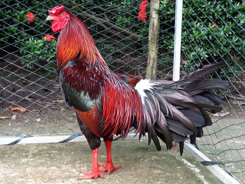 Cách nuôi gà đá cho lông bóng mượt từ chuyên gia 6 Cách nuôi gà đá cho lông bóng mượt chi tiết và hiệu quả