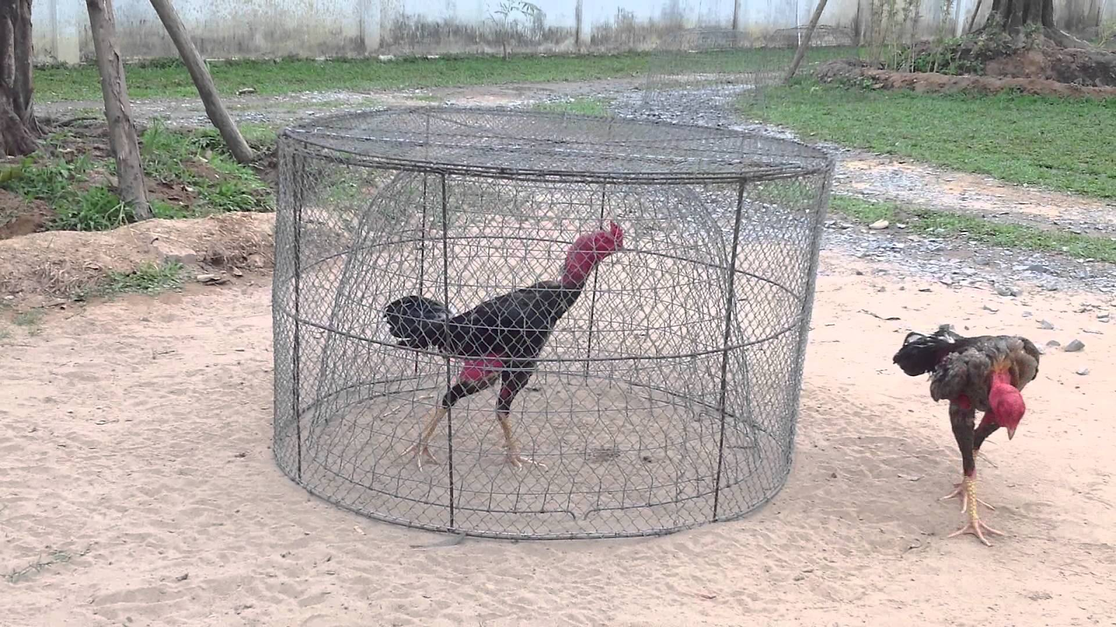 Cách tập lực cho gà chọi - Tổng hợp những phương pháp hay 6 Cách tập lực cho gà chọi bằng phương pháp chạy lồng