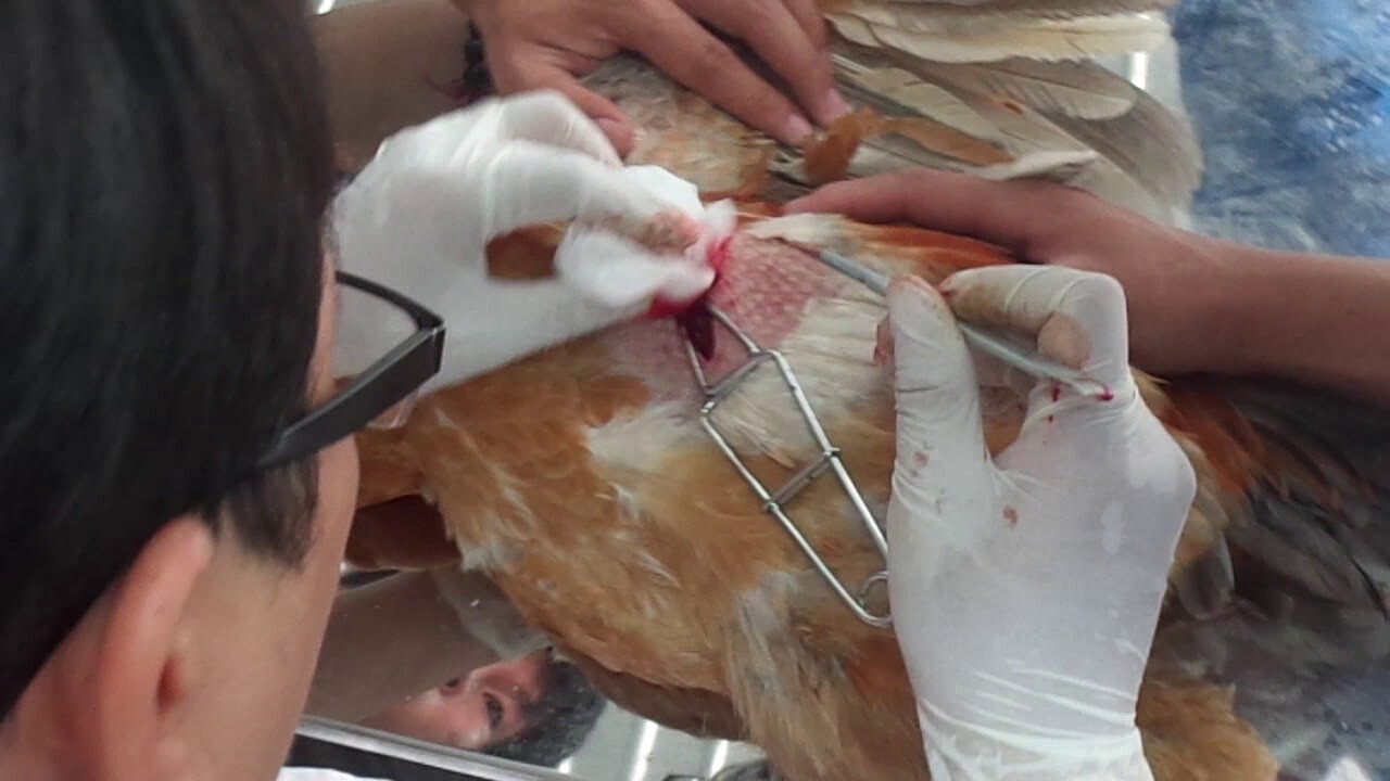 2 phương pháp thiến gà đá đúng cách bạn nên biết 7 Sau khi thiến bạn nên chăm sóc vết thương ở gà một cách cẩn thận