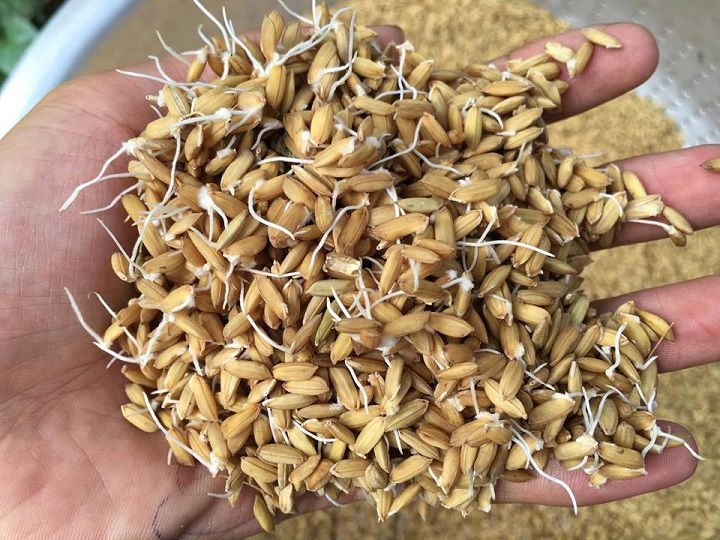 Cách nuôi gà đá cho lông bóng mượt từ chuyên gia 7 Thức ăn rất quan trọng cho bộ lông gà đá