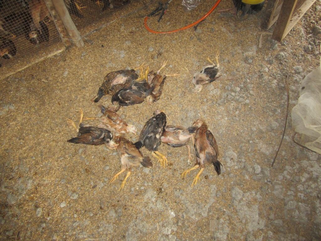 Hướng dẫn cách chữa gà há miệng thở nên biết 6 Tỷ lệ gà chết do bệnh truyền nhiễm rất cao