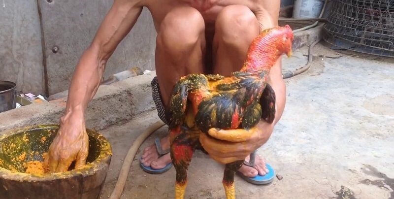 Hướng dẫn cách làm rượu nghệ bóp gà đá hiệu quả nhất 7 Om bóp rượu nghệ có rất nhiều tác dụng cho gà đá