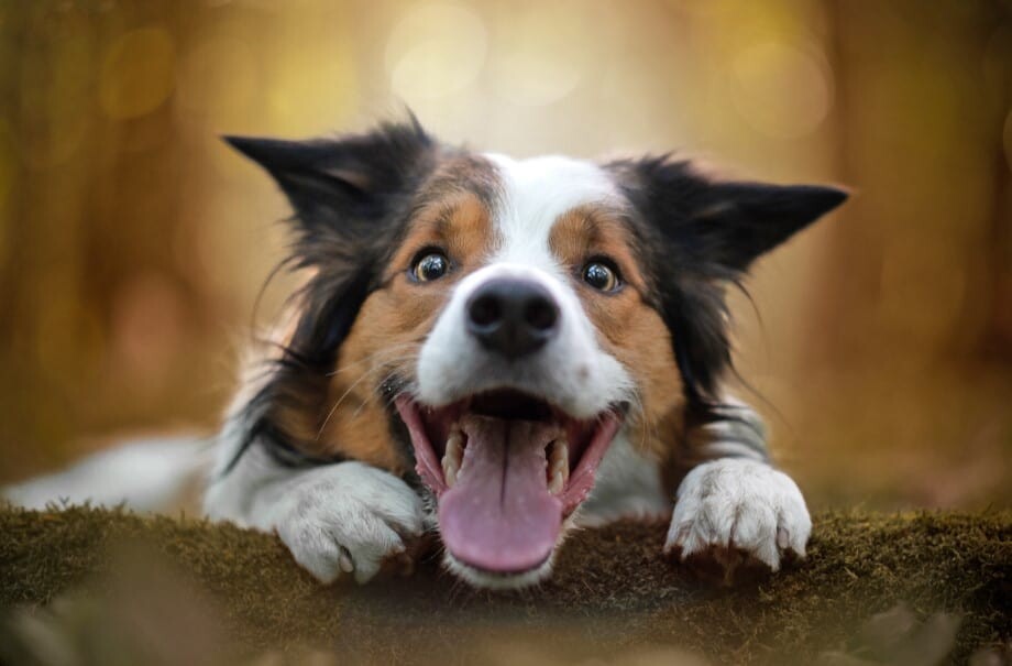 Nằm mơ thấy chó mang lại điềm báo gì? Đánh lô con số mấy? 6 Ý nghĩa của giấc mơ thấy chó