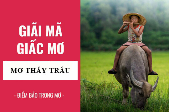 Giải mã ý nghĩa giấc mơ thấy trâu. Đánh lô con gì? 5 Giải mã giấc mơ thấy trâu