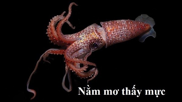 Giải mã giấc mơ: Mơ thấy con mực đánh số mấy dễ thắng lớn? 8 Nằm ở thấy con mực nên đánh số mấy dễ thắng lớn?