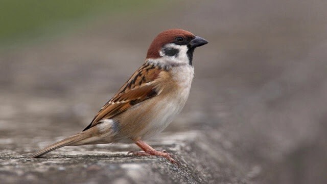 Mơ thấy chim sẻ đánh số mấy? Giấc mơ liên quan đến chim sẻ 8 Có rất nhiều giấc mơ về chim sẻ