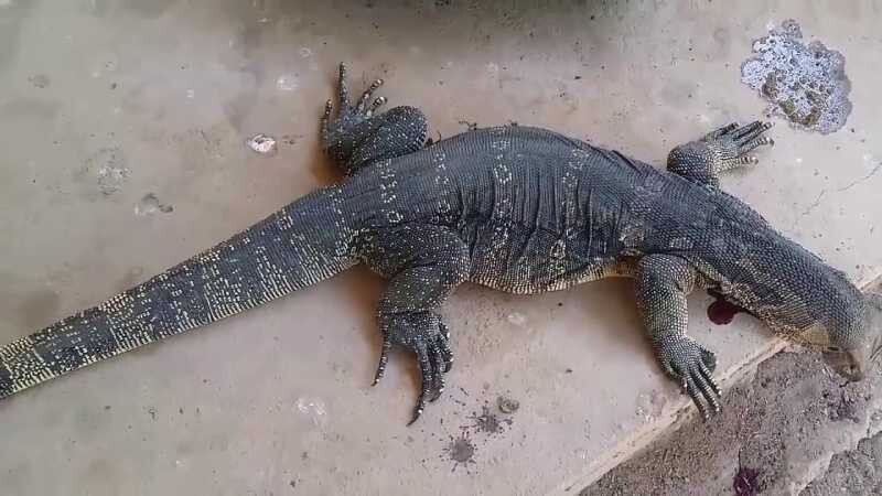 Nằm mơ thấy kỳ đà nên đánh con gì để trúng lớn? 7 Mơ thấy kỳ đà đổi màu