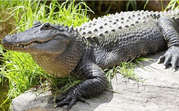 Giải mã giấc mơ: Mơ thấy cá sấu đánh con gì dễ dàng trúng lớn? 8 Chiêm bao thấy đang giết cá sấu đánh con gì?