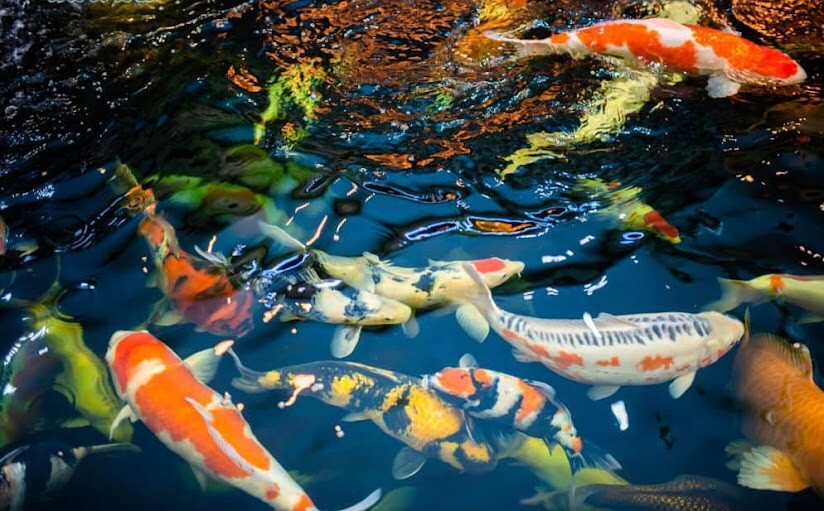 Giải mã nằm mơ thấy cá bơi trong nước đánh con gì? 7 Image