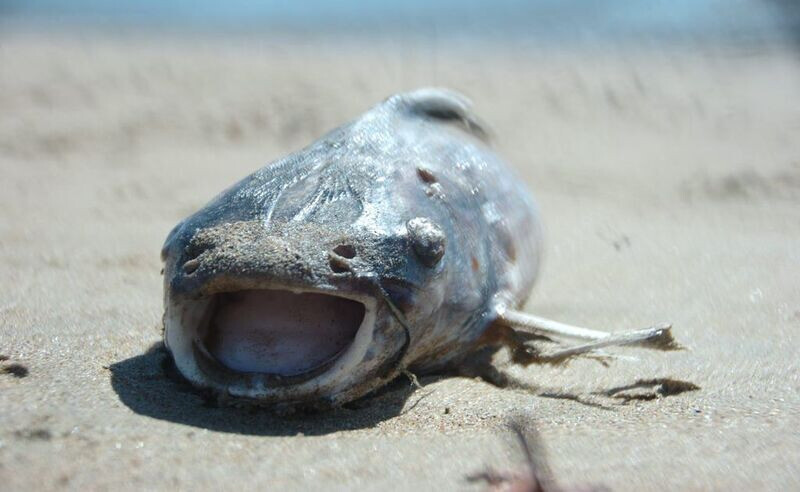 Giải mã chi tiết các giấc mơ thấy cá chết mới nhất 2025 6 Mơ thấy 1 con cá bị chết