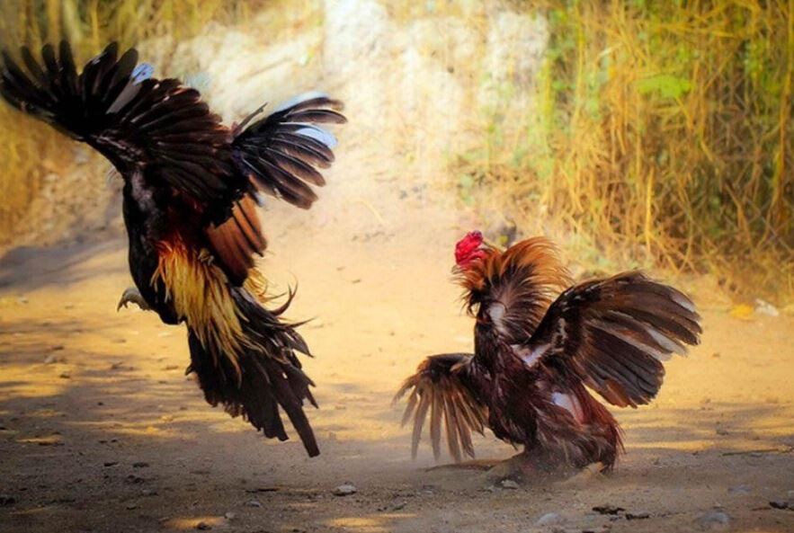 Khám phá giải đá gà C3 - Đấu trường nảy lửa bạn nên biết 9 Các hình thức đá gà trong giải C3