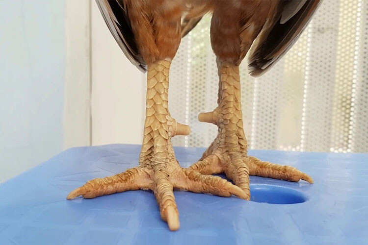 Hướng dẫn lên cựa gà chuẩn cho dân đá gà chuyên nghiệp 11 Lưu ý quan trọng để đảm bảo lên cựa gà đúng kỹ thuật