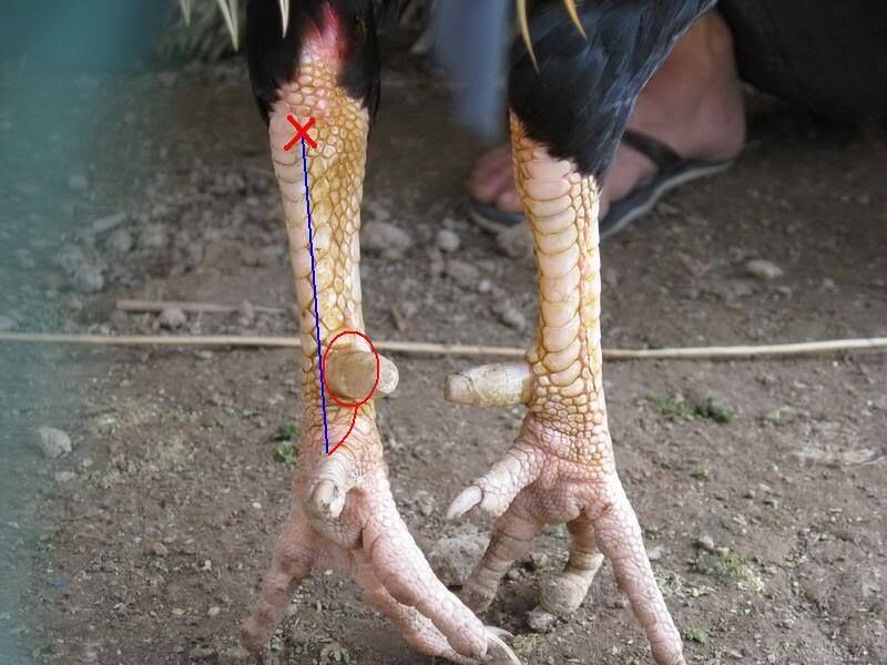 Hướng dẫn lên cựa gà chuẩn cho dân đá gà chuyên nghiệp 9 Các bước lên cựa gà chuẩn kỹ thuật