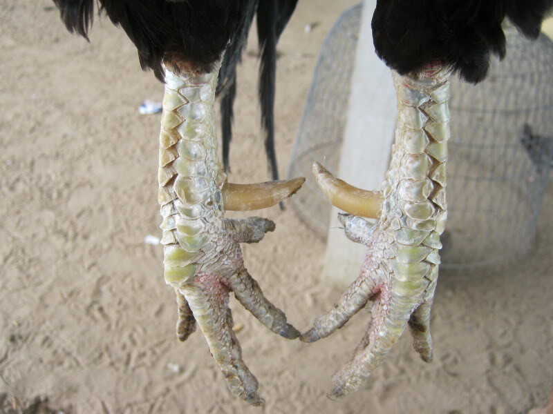 Hướng dẫn lên cựa gà chuẩn cho dân đá gà chuyên nghiệp 8 Hướng dẫn chi tiết cách lên cựa gà cho anh em sư kê