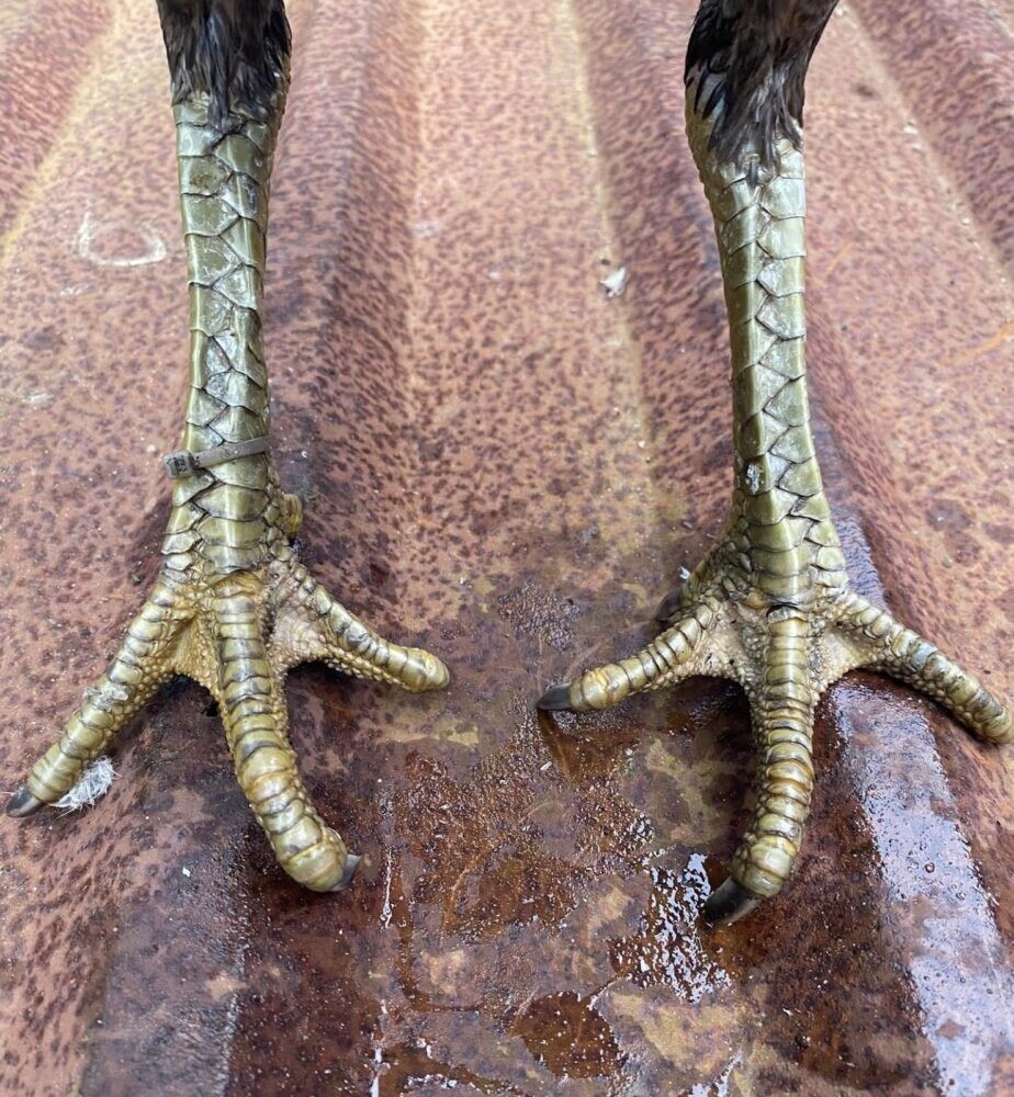 Vảy gà vấn cán là gì? Hé lộ tướng kê hiếm gặp 12 Các loại vảy vấn cán phổ biến hay gặp