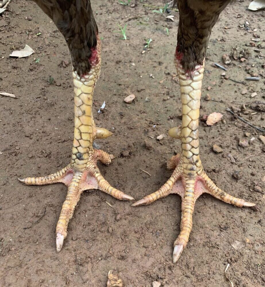 Vảy gà vấn cán là gì? Hé lộ tướng kê hiếm gặp 8 Giới thiệu về vảy vấn cán ở gà