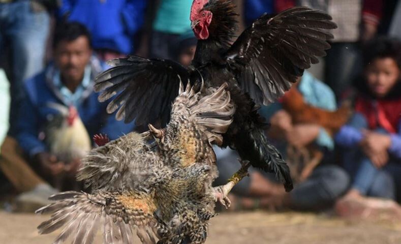 Top 5 bài tập luyện cơ chân cho gà chọi hiệu quả nhất 11 Lưu ý khi luyện cơ chân cho gà chiến