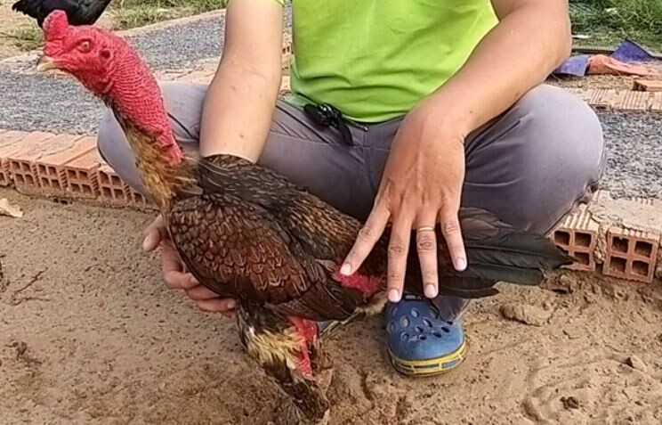 Top 5 bài tập luyện cơ chân cho gà chọi hiệu quả nhất 9 Luyện cơ chân cho gà chọi với bài tập hẵng chân rơi tự do